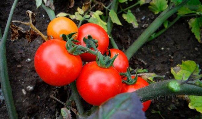 Низкорослые помидоры — самые урожайные сорта и особенности их выращивания (видео + 120 фото)