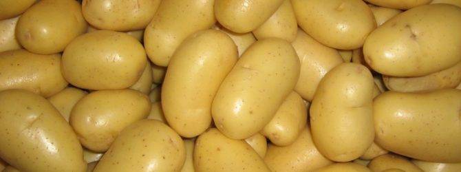 Описание сорта картофеля Скарб, особенности выращивания и ухода