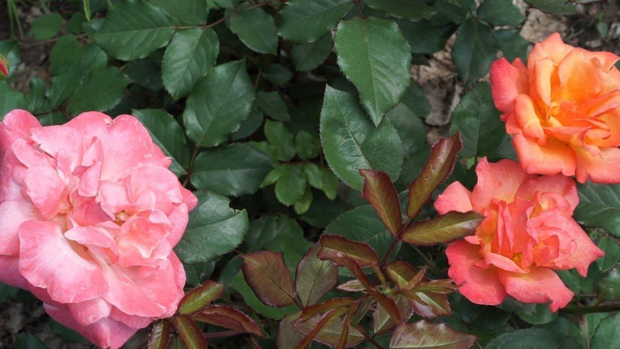 Сорта розы морщинистой: описание, посадка, уход, болезни и вредители