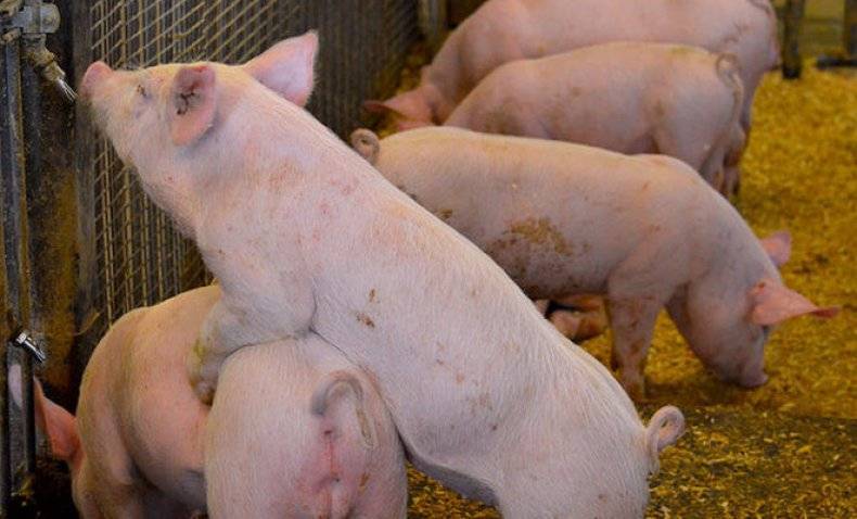 Болезни свиней: симптомы и лечение, признаки
