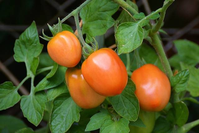 Самые интересные помидоры от коллекционеров: сорта 2020 года