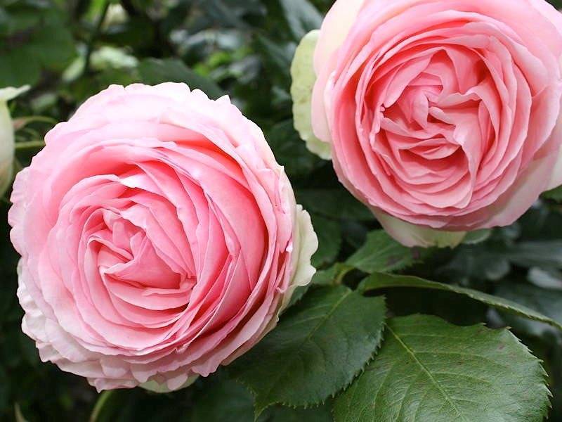 Описание и характеристики роз сорта пьер де ронсар, посадка и уход
