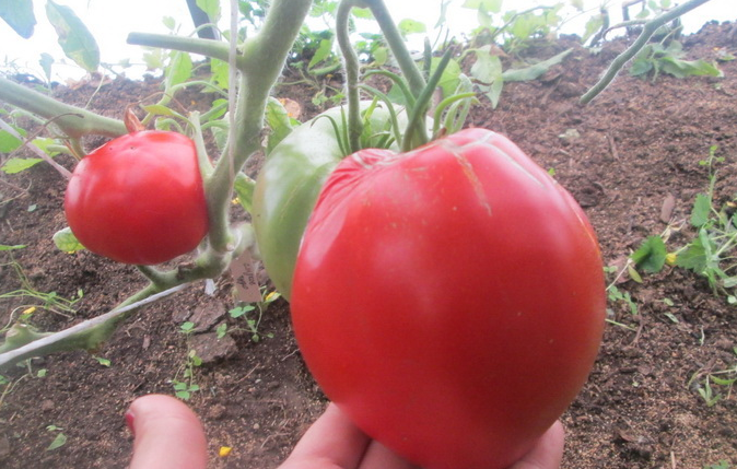 Описание и характеристика сорта томата сладкоежка, его урожайность