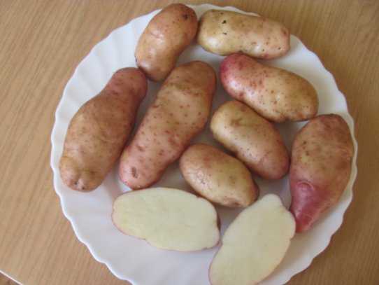 Немецкий картофель розара: ранний сорт, неприхотливый в уходе