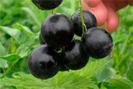 Как посадить чёрную смородину