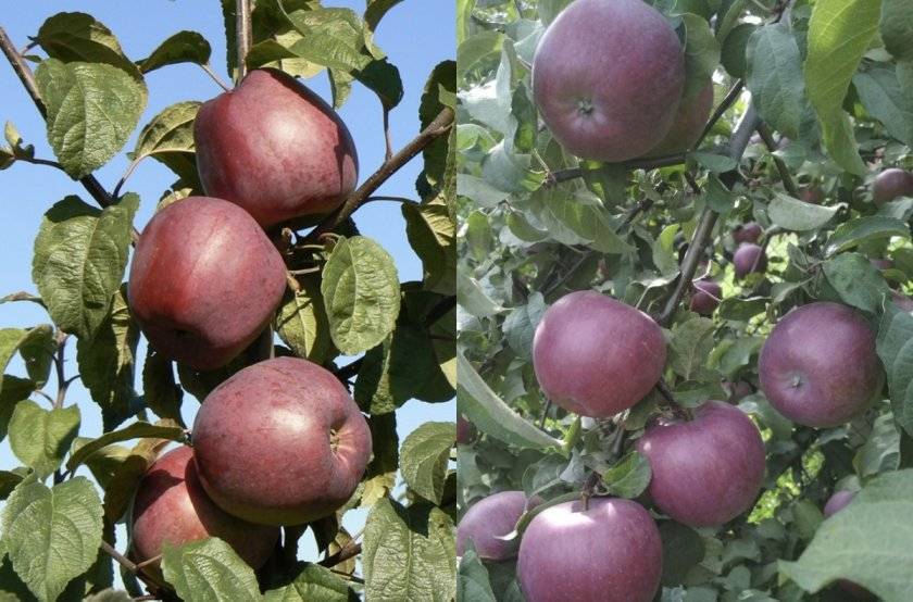 Описание и характеристики яблонь сорта Елена, правила посадки и выращивания