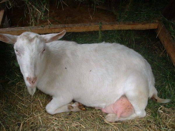 Строение и болезни вымени козы