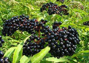Лечебные свойства и противопоказания плодов черной бузины