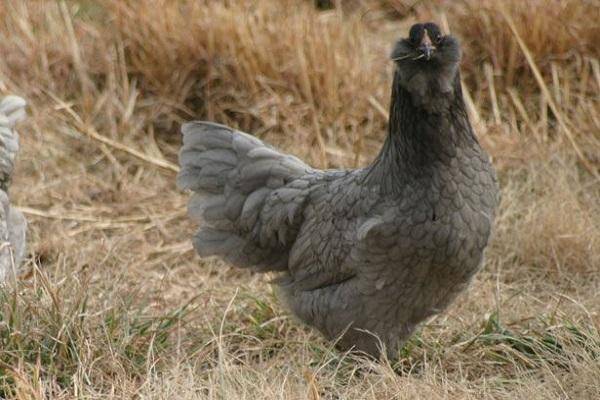 Амераукана: описание, особенности и характеристики породы красивых “пасхальных” кур, несущих голубые яйца