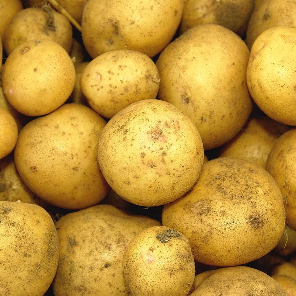 Вкусный и урожайный картофель «луговской»: описание сорта и фото