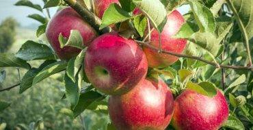 Яблоня марат бусурин: высокоурожайный сорт