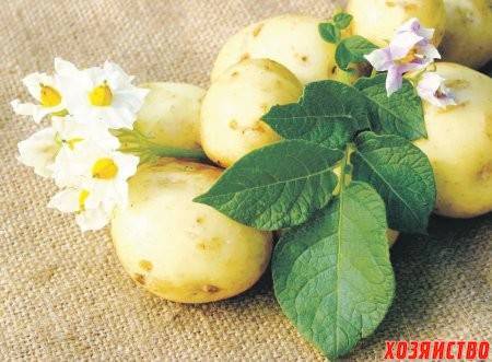 Нужно ли обрывать цветки у картофеля, и зачем это делают