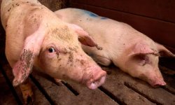 Обзор болезней свиней и маленьких поросят