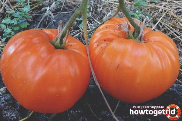 Описание сорта томата золоченый беляш и его характеристики