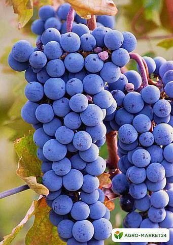 Характеристика винограда сорта мускат: белый и иные виды