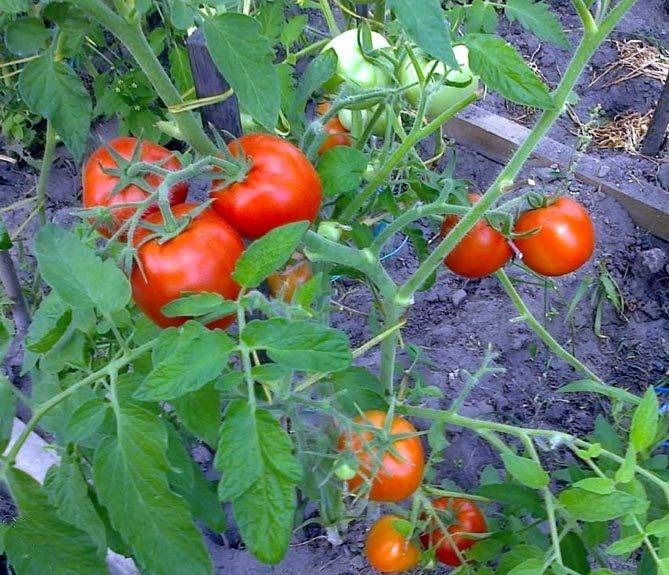 Томат санька: выращивание сорта и уход, описание и характеристика помидоров, пасынкование