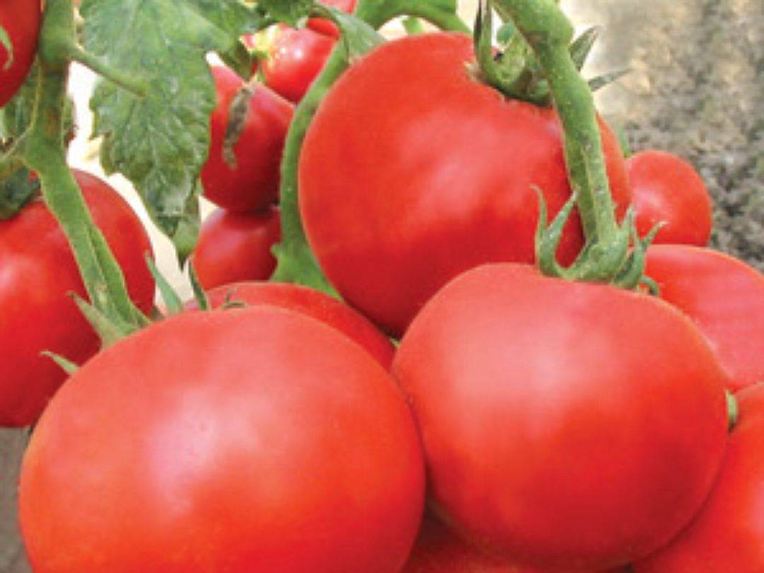 Описание томат сорта Властелин степей и его характеристики