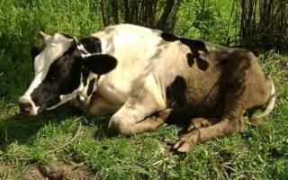 Почему у коровы молоко с кровью?