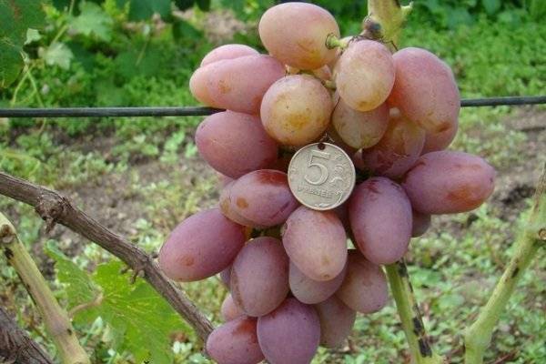Виноград дружба: описание, посадка, выращивание и отзывы о сорте