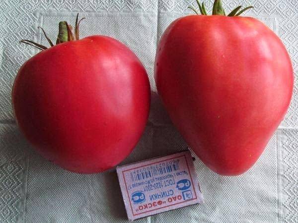Описание и характеристика сорта томата Княгиня, его урожайность