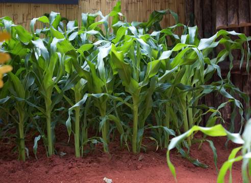 Технология возделывания кукурузы на силос, уборка, сорта и урожайность