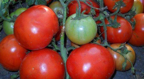 Описание сорта томата стеша и его характеристика