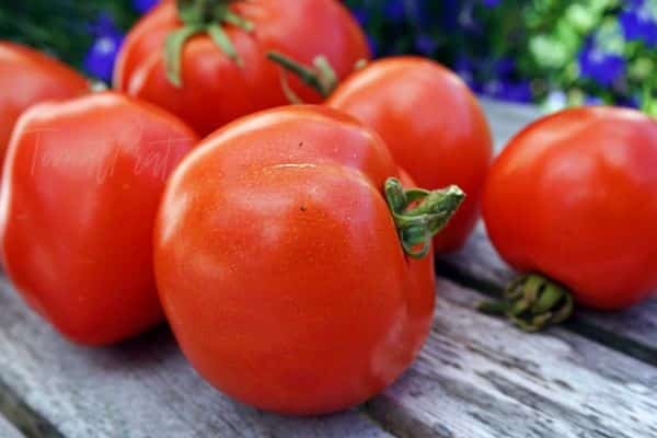 Характеристика и описание сорта томата Жигало, его урожайность