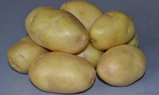 Лучшие ранние сорта картофеля