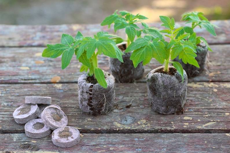 Как вырастить рассаду в торфяных таблетках – пошаговый мастер-класс с фото