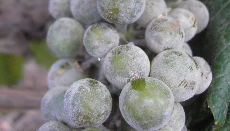 Самый морозостойкий гибрид: виноград «супер экстра»