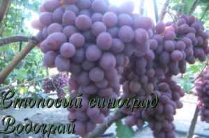Сорт винограда водограй: описание, фото