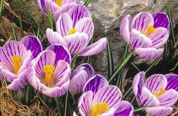 Садовые крокусы: фото цветов, посадка и размножение