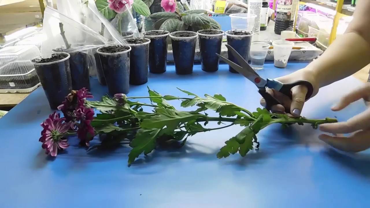 Черенкование хризантем как искусство