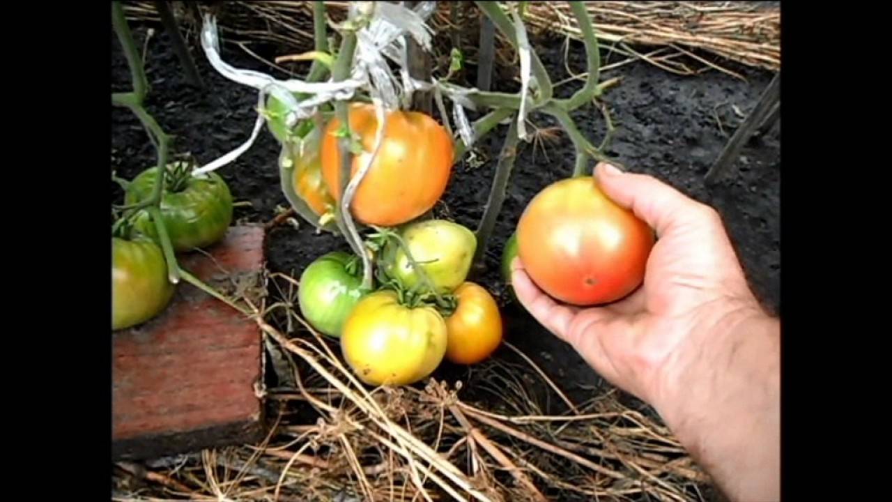 Урожайный сорт помидор сибирский тяжеловес: выращивание и уход