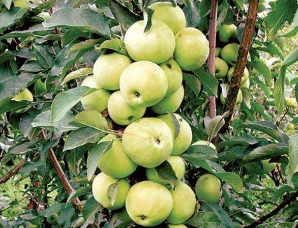 Характеристика и уход за колоновидной яблоней сорта васюган