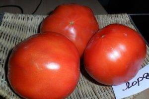 Сорт томата «малиновая кубышка»: описание, характеристика, посев на рассаду, подкормка, урожайность, фото, видео и самые распространенные болезни томатов