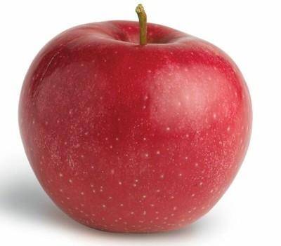 Сорт яблони горнист – описание, фото