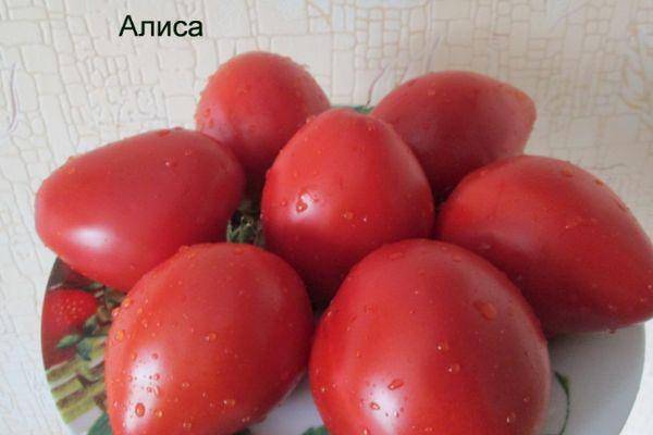 Описание сорта томата алиса, особенности выращивание и ухода