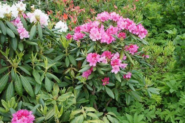 Хотите красивый сад в любую погоду? посадите у себя морозостойкий рододендрон «гаага»