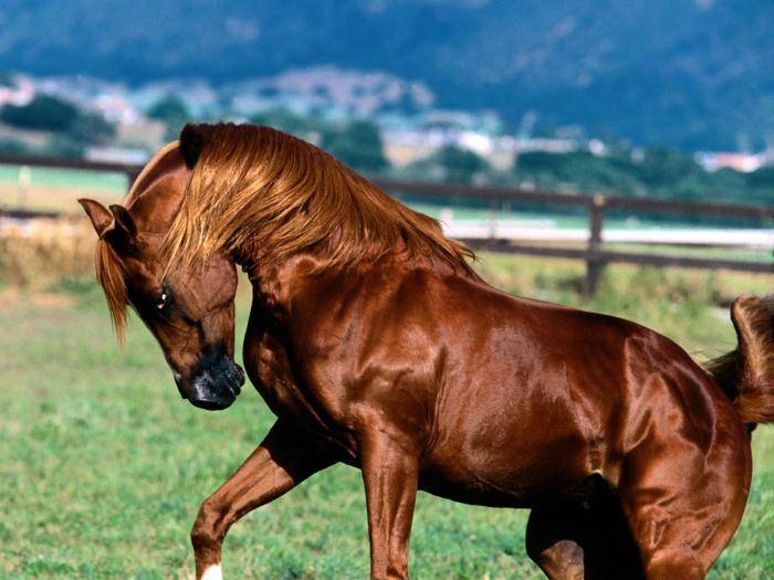 Клички для лошадей: красивые и известные имена