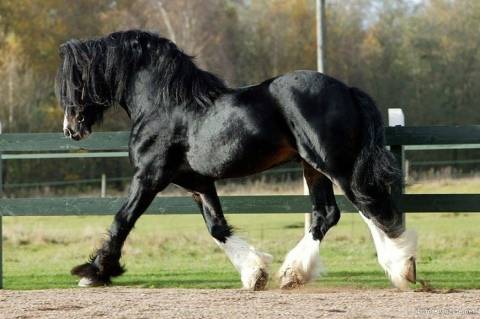 Описание и характеристики лошадей породы Шайр, условия содержания и разведение