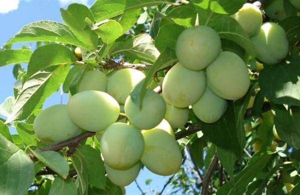 Слива утро: описание популярного сорта плодовых деревьев, правила и особенности выращивания