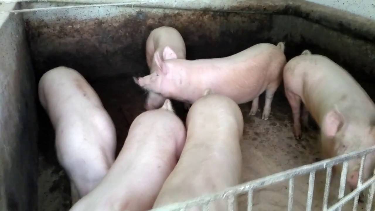 Сколько живут свиньи и от чего зависит продолжительность их жизни