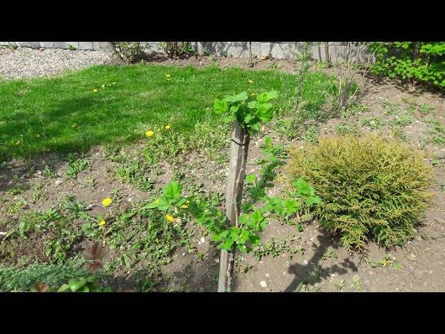 Выращивание крыжовника: от выбора сорта до сбора урожая