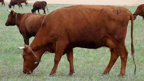 Швицкая бурая порода коров: характеристики – экстерьер и характер, стоимость нетелей