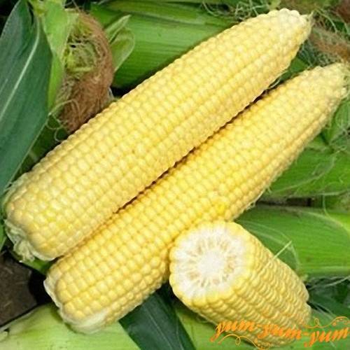 Как правильно хранить кукурузу, чтобы наслаждаться полезным и вкусным злаком всю зиму