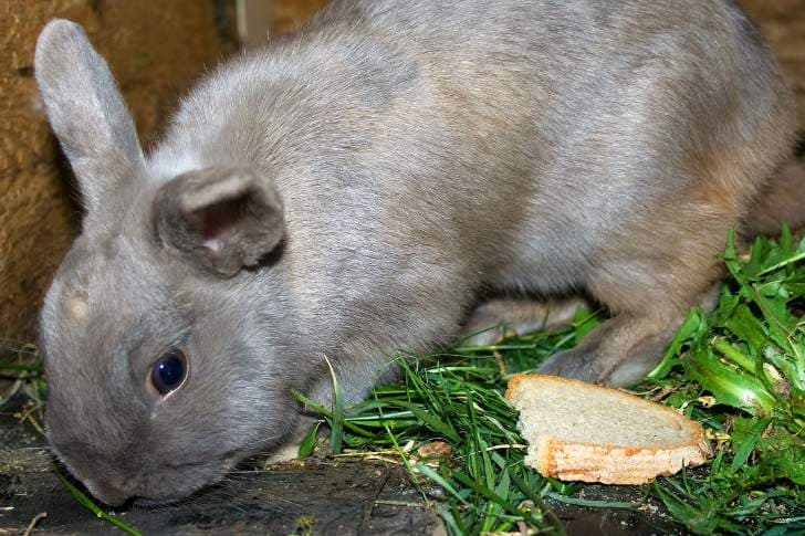 Можно ли кормить кроликов хлебом — польза и вред, как правильно давать