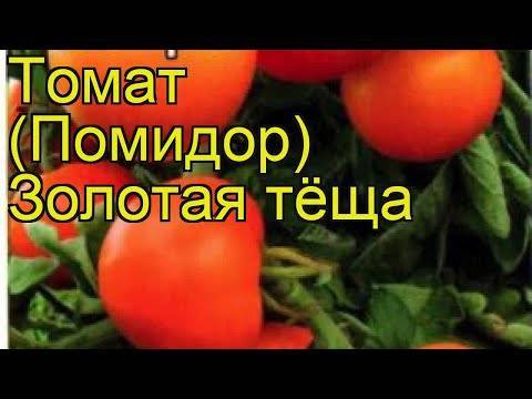 Описание сорта томат Золотая теща и его характеристики