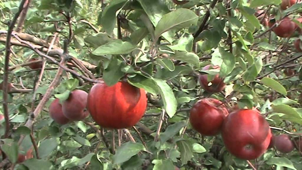 Разнообразная яблоня россошанское