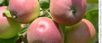 Описание сорта женевской яблони, когда сажать и особенности роста
